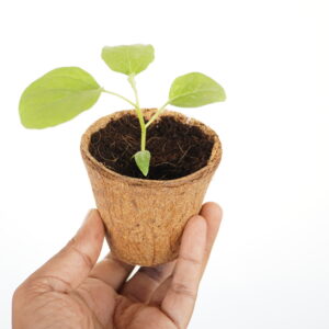 3 inch coir pot / planter