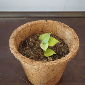 5 inch coir pot / planter