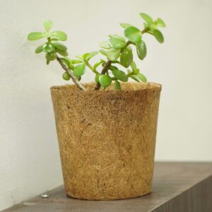 4 inch coir pot / planter